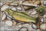 (image for) Brook Trout